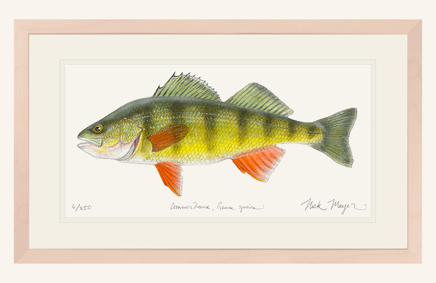 Yellow Perch Fish Art Limited Edition Print