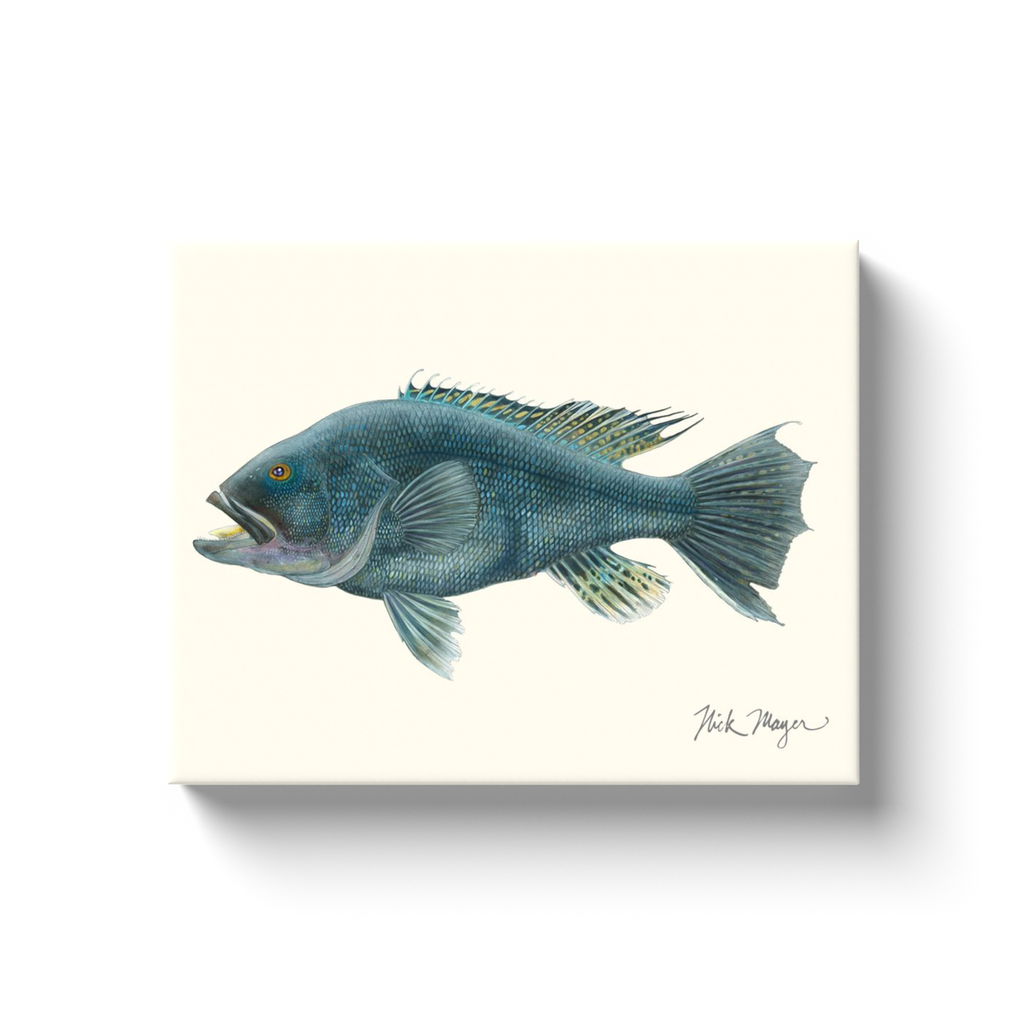 NEW! Black Sea Bass Canvas Wrap