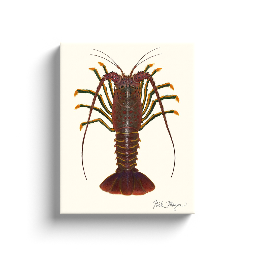 NEW! Spiny Lobster I Canvas Wrap