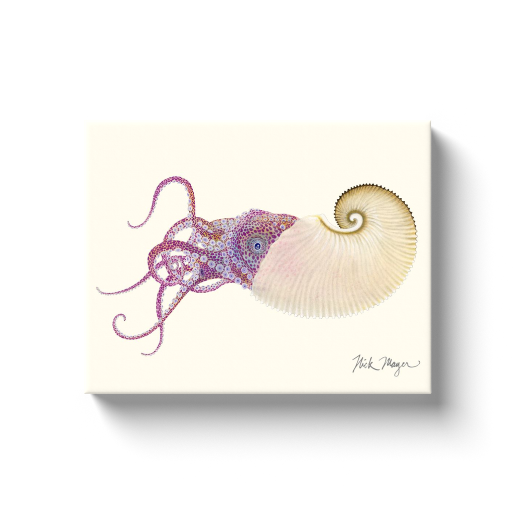 NEW! Paper Nautilus Canvas Wrap