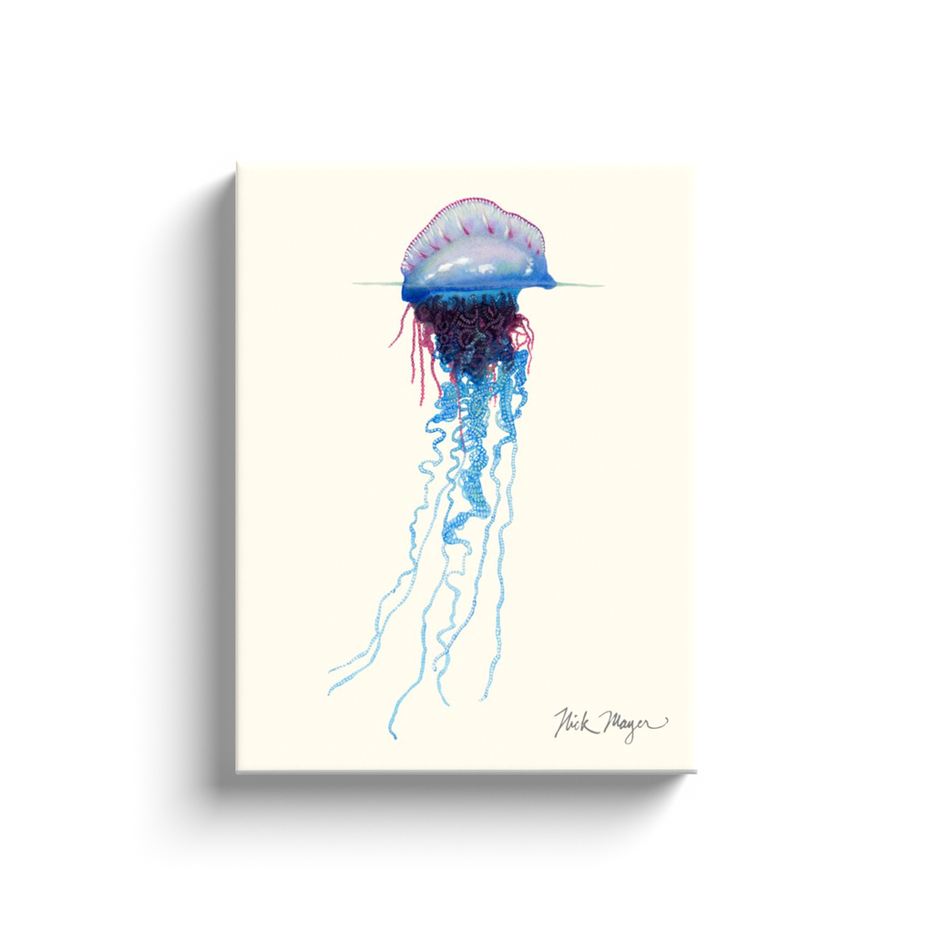 NEW! Portuguese Man O' War Canvas Wrap