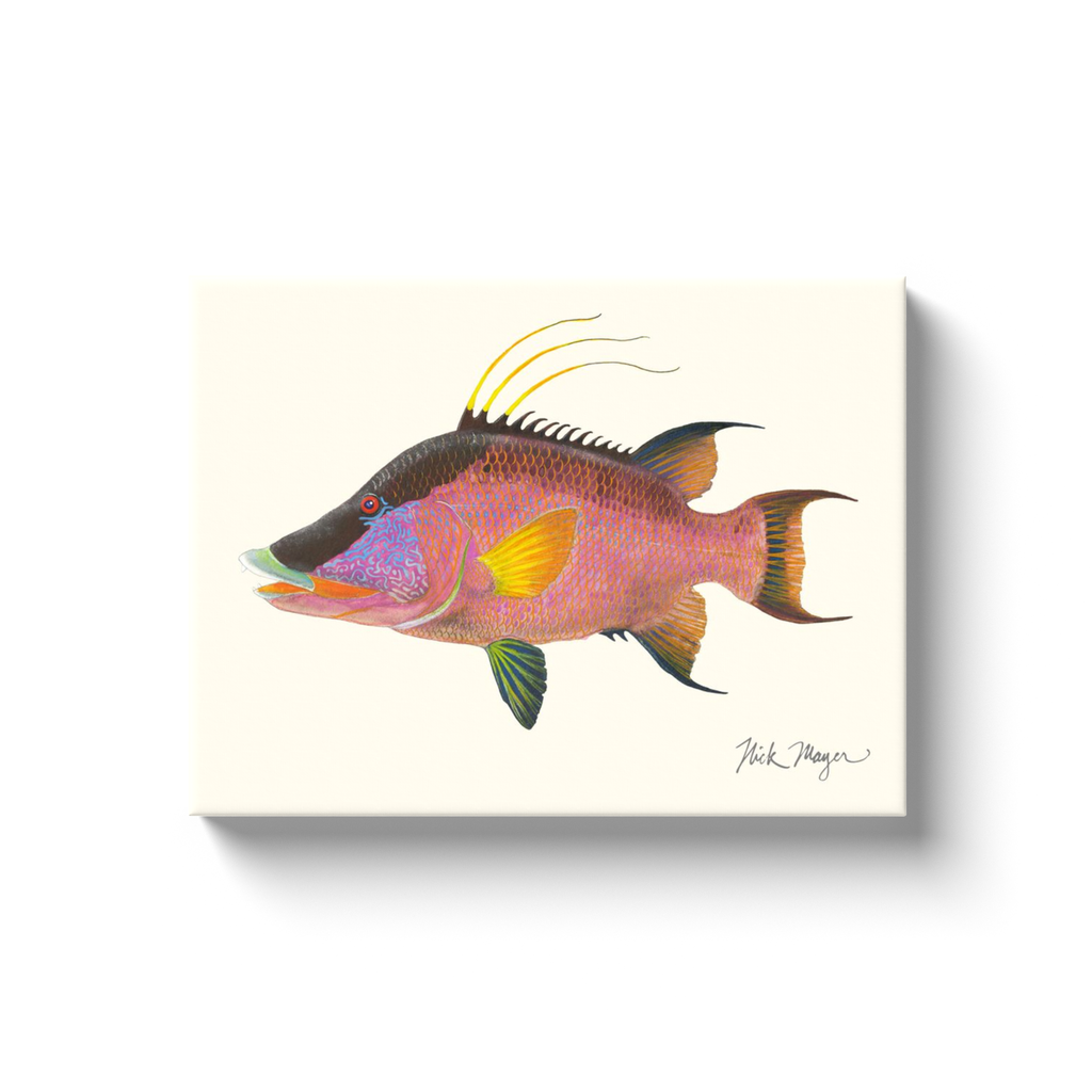 NEW! Hogfish Canvas Wrap