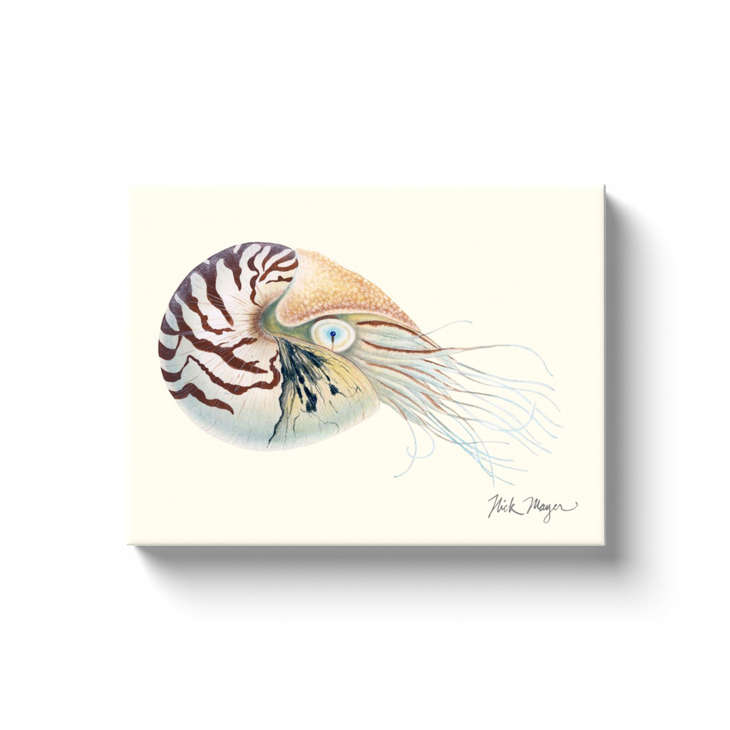 NEW! Chambered Nautilus Canvas Wrap