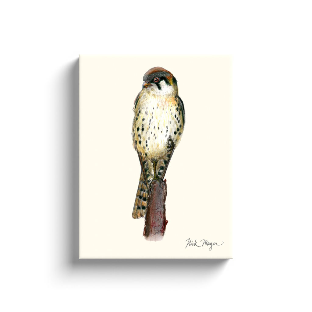 NEW! American Kestrel Canvas Wrap