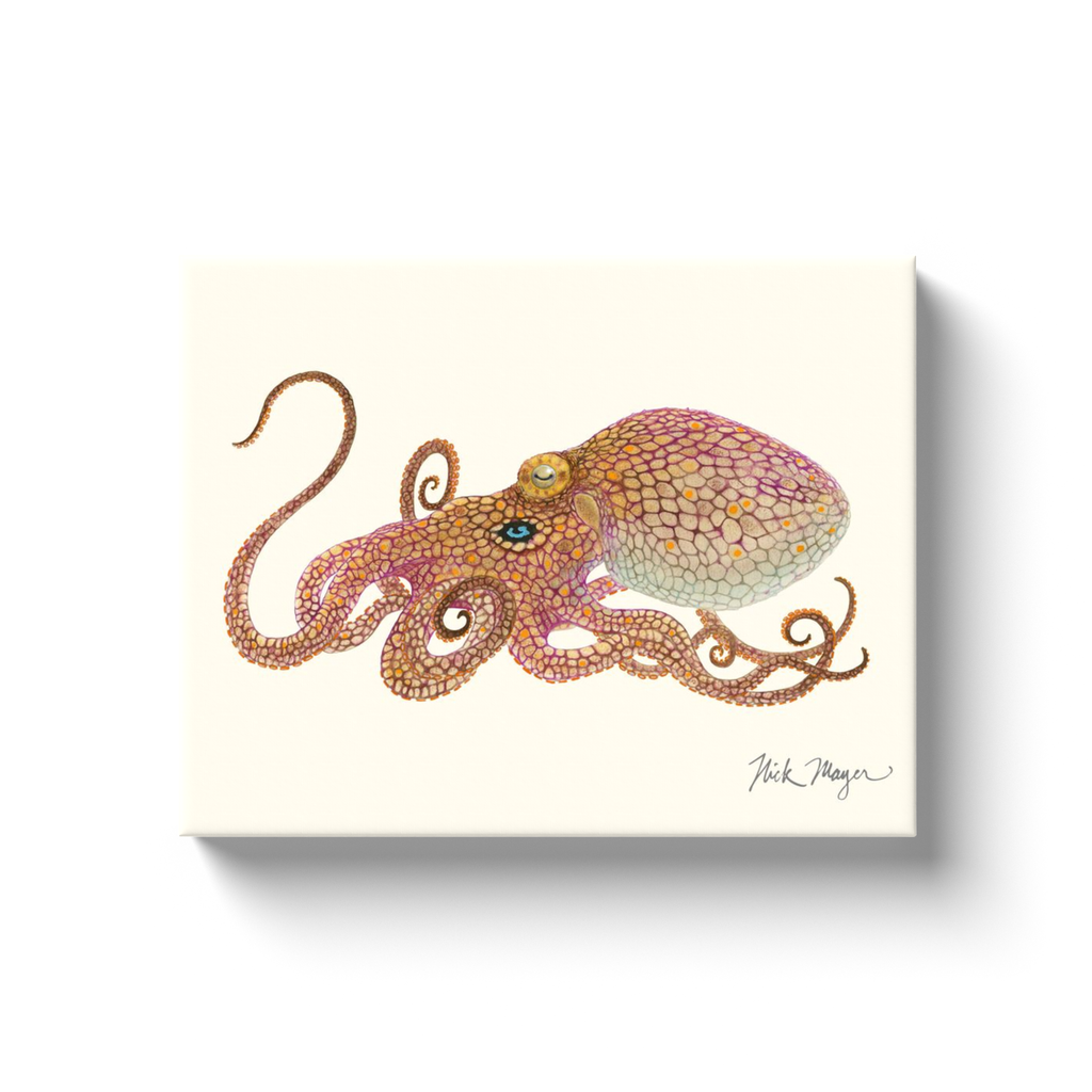 NEW! California Two Spot Octopus Canvas Wrap