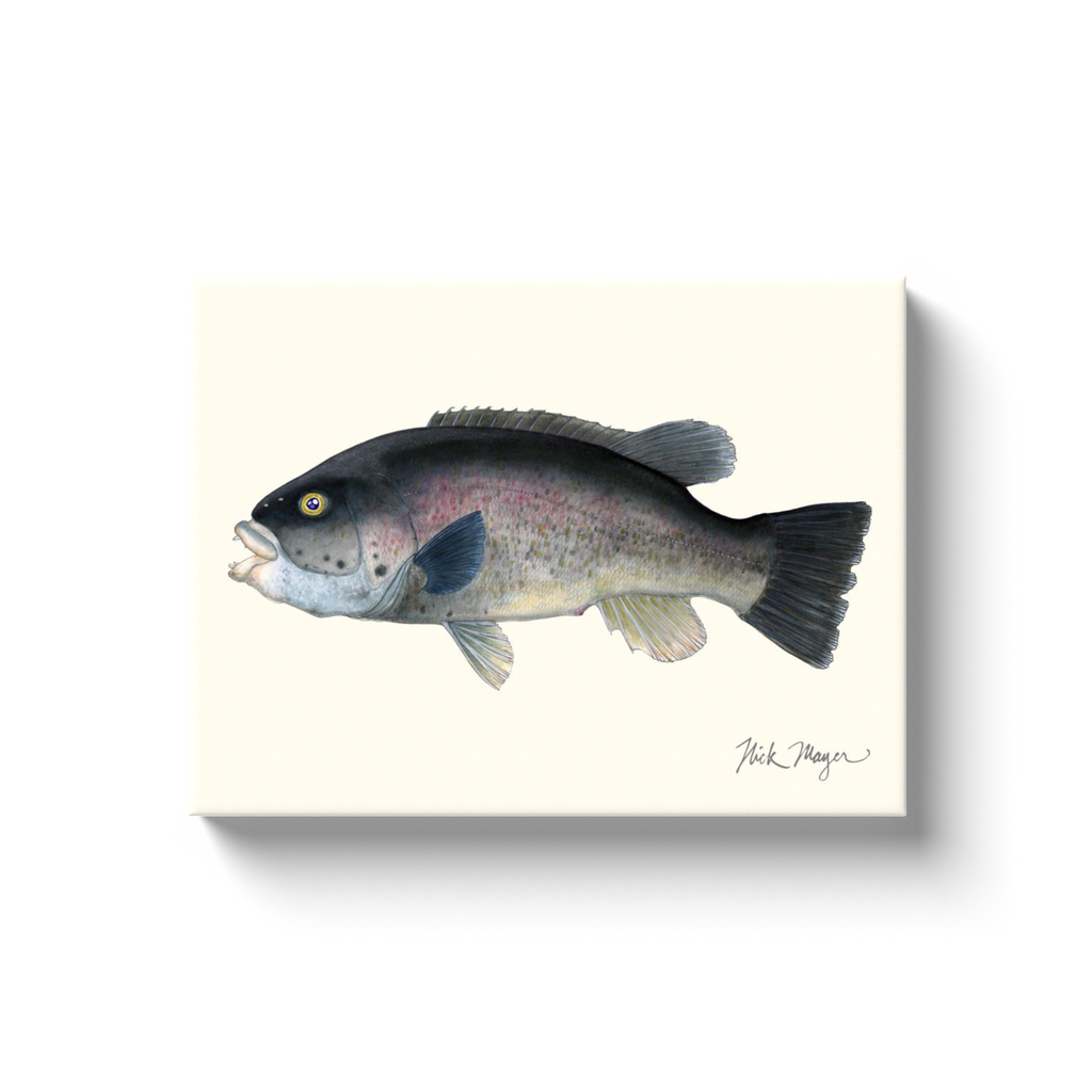 NEW! Tautog Canvas Wrap