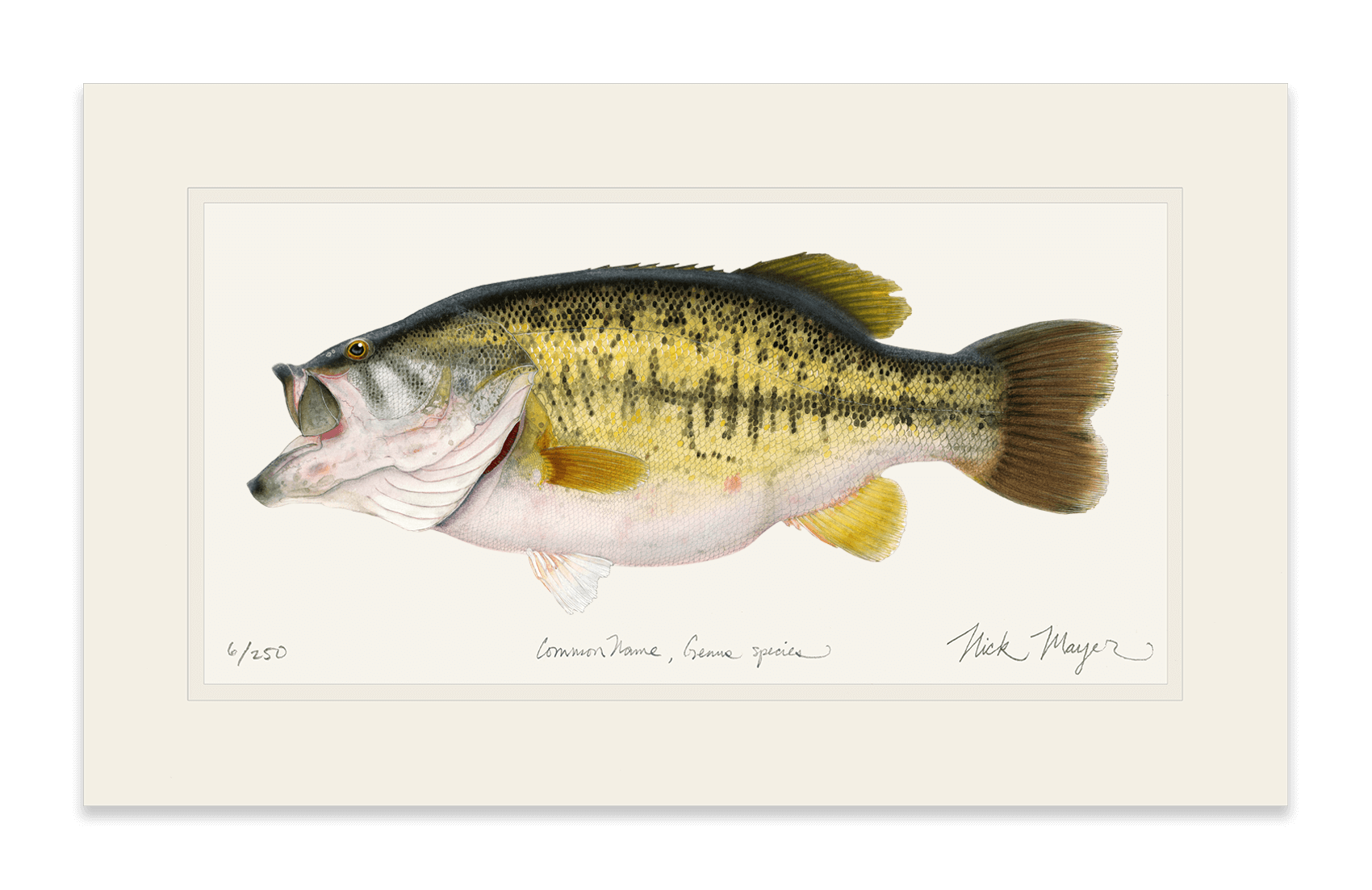 Largemouth Bass II, 14 lb Sharelunker Limited Edition Print