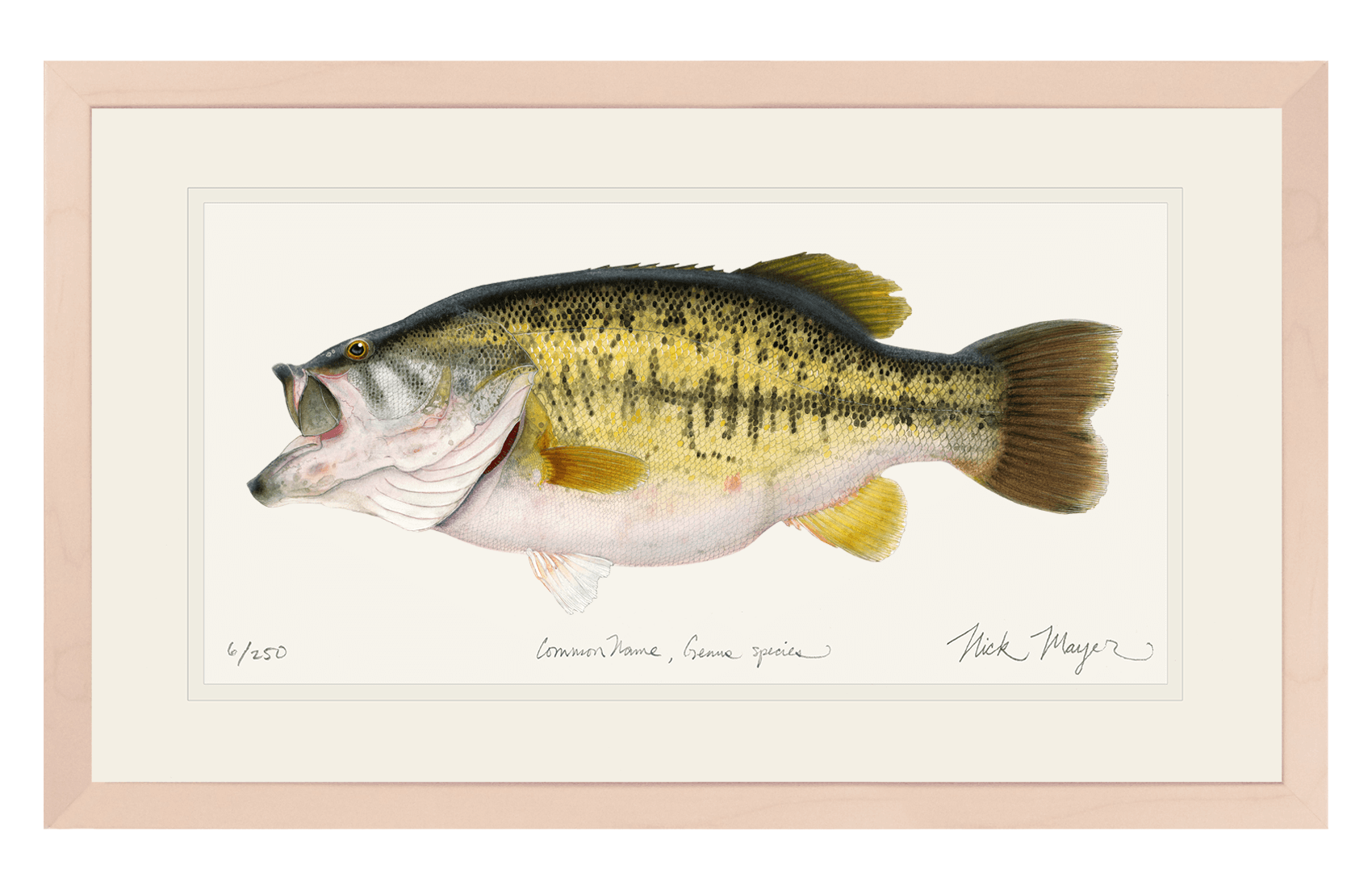 Largemouth Bass II, 14 lb Sharelunker Limited Edition Print