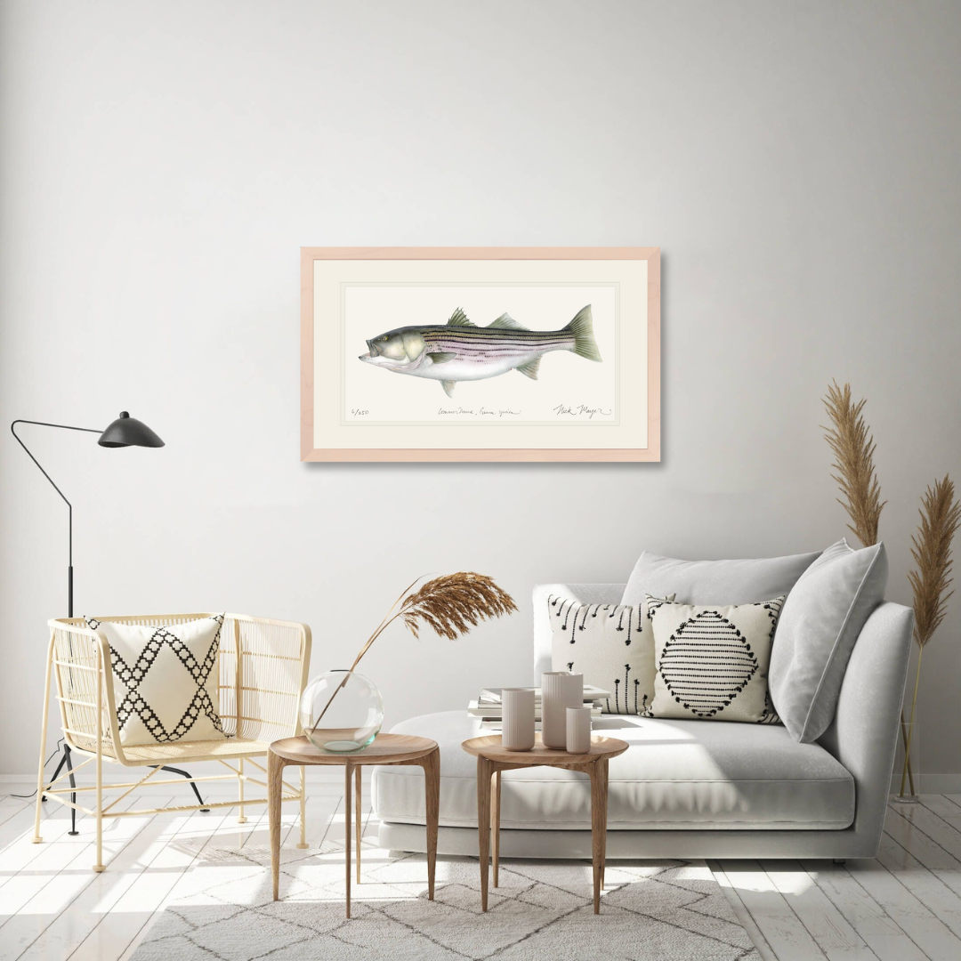 Striped Bass, 30 lbs. Limited Edition Print - Best Seller