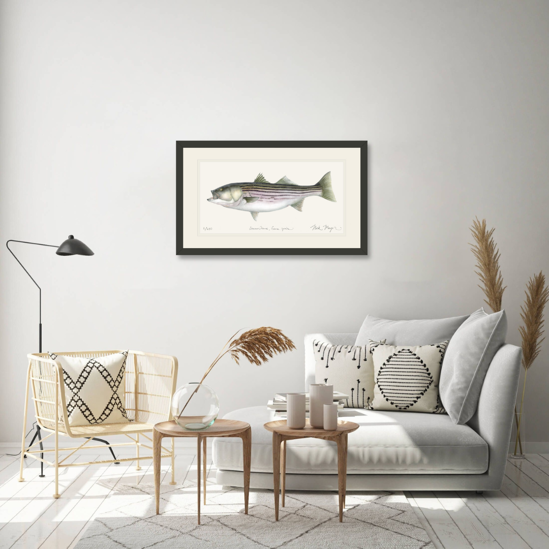 Striped Bass, 30 lbs. Print - Best Seller