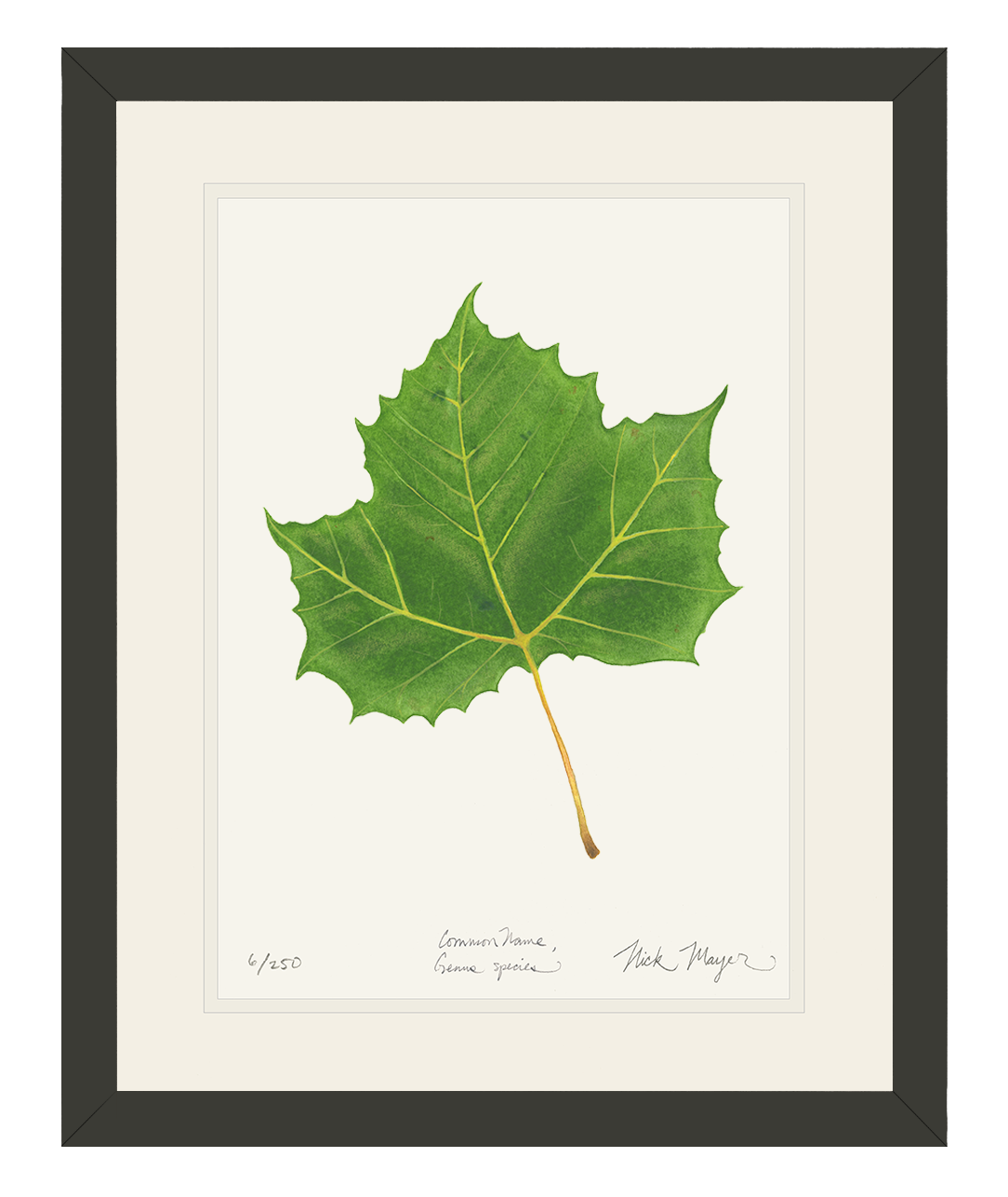 Sycamore Leaf Botanical Limited Edition Print