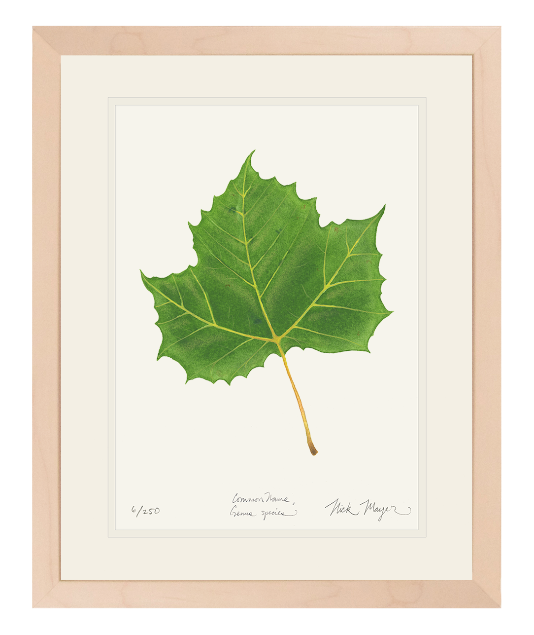 Sycamore Leaf Botanical Limited Edition Print