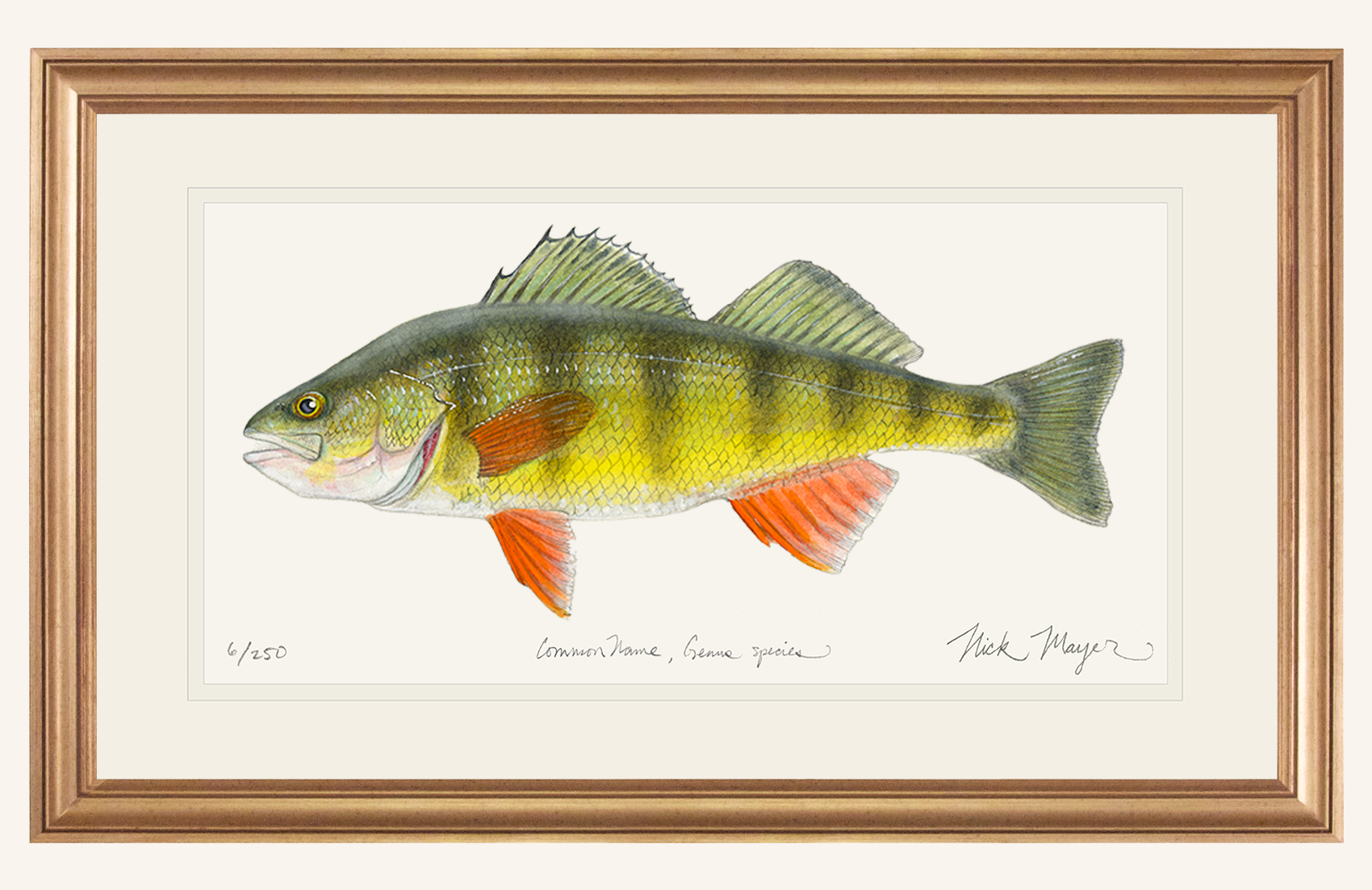 Yellow Perch Original Watercolor Painting