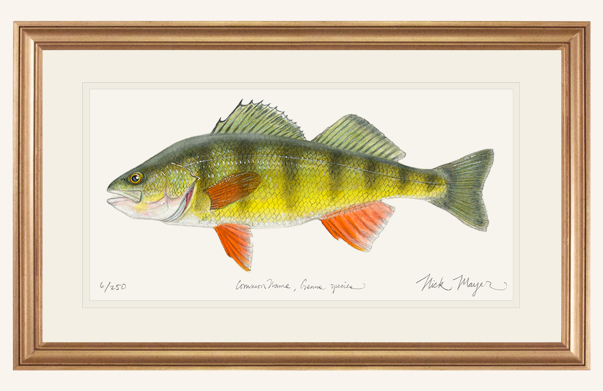 Yellow Perch Fish Art Print