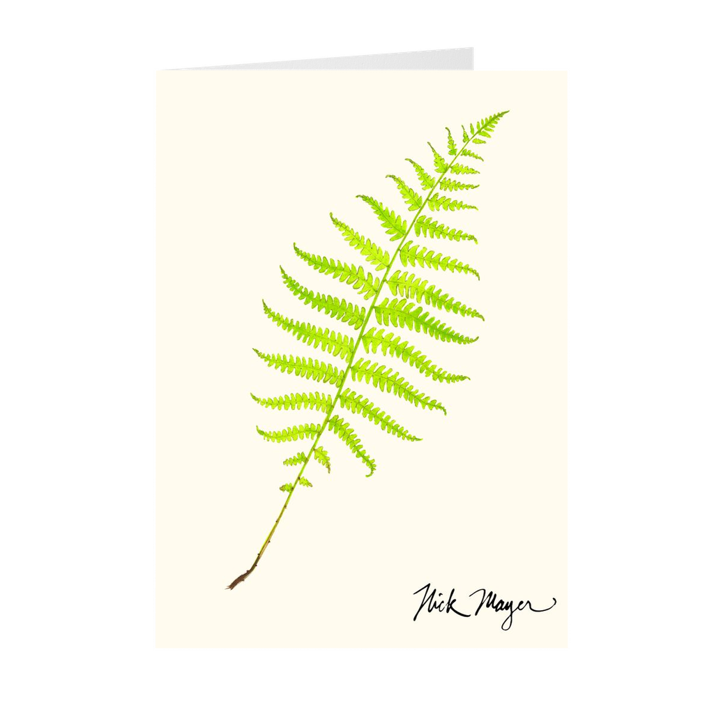 Marsh Fern Notecards