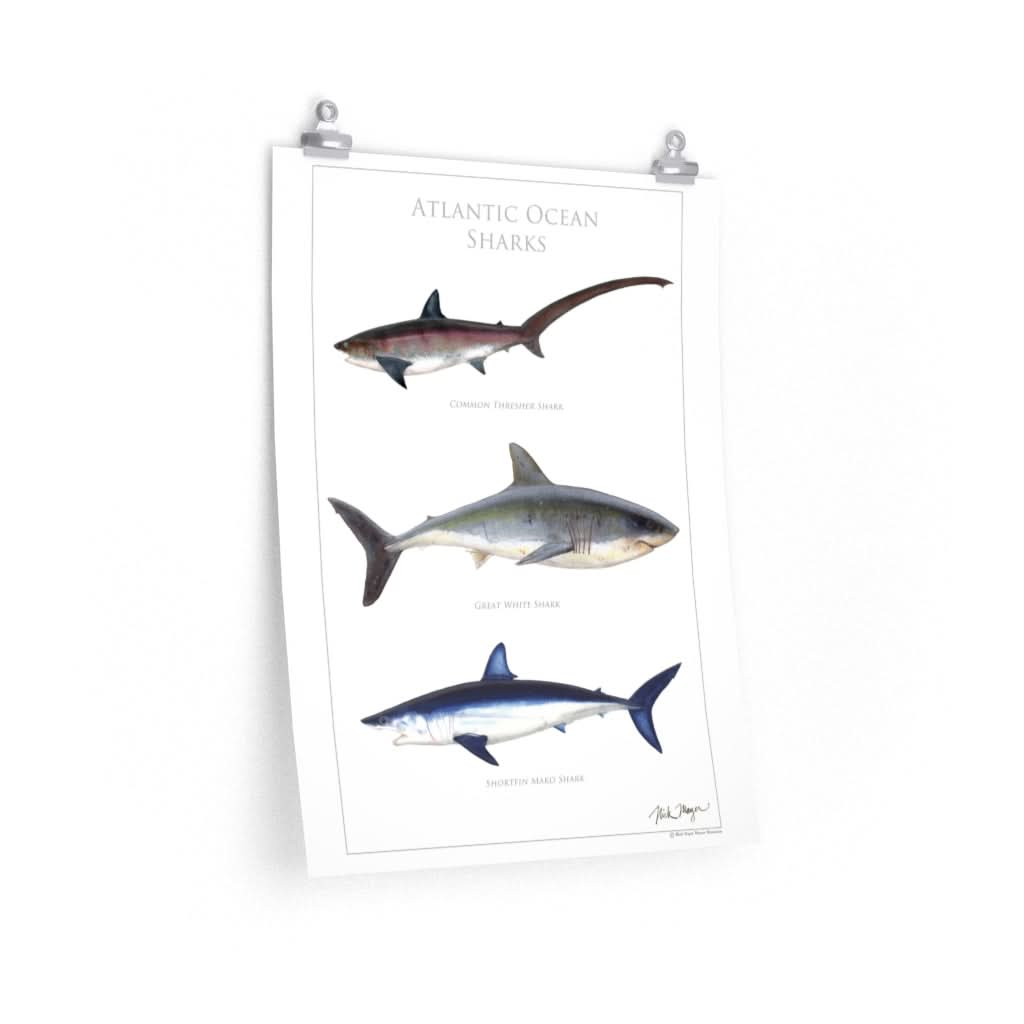 Atlantic Ocean Sharks Poster