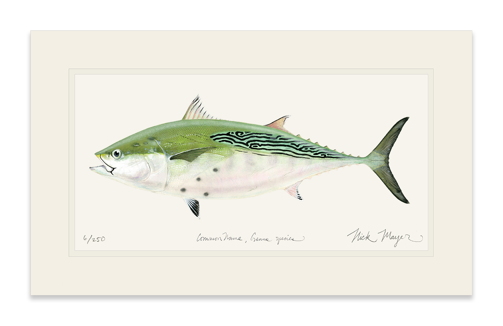 False Albacore IV Limited Edition Print - Best Seller