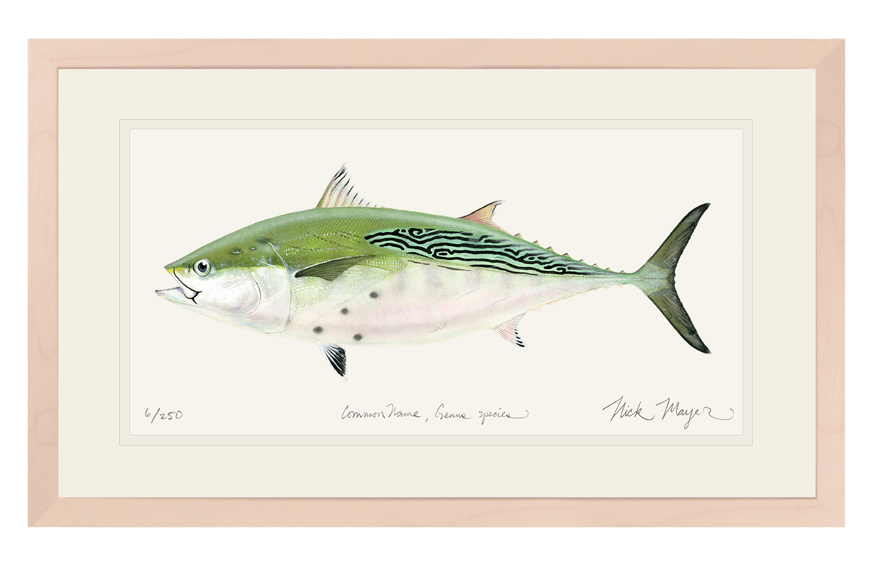 False Albacore IV Limited Edition Print - Best Seller