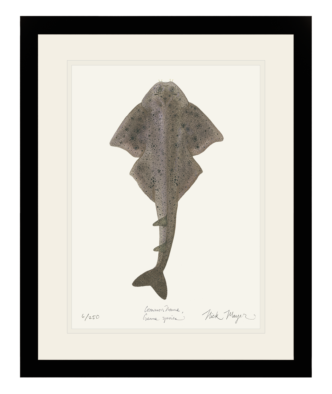 Angel Shark Print