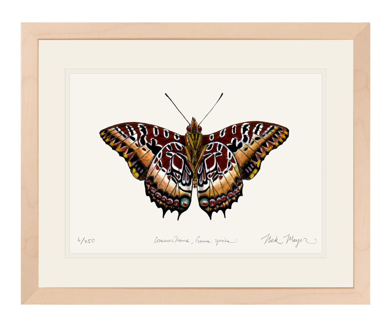 Black Bordered Charaxes Limited Edition Print