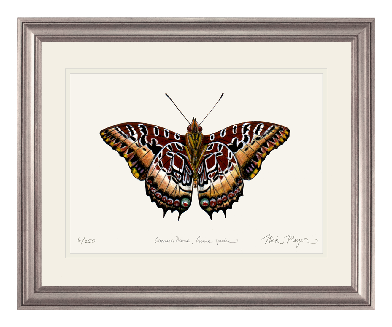 Black Bordered Charaxes Limited Edition Print