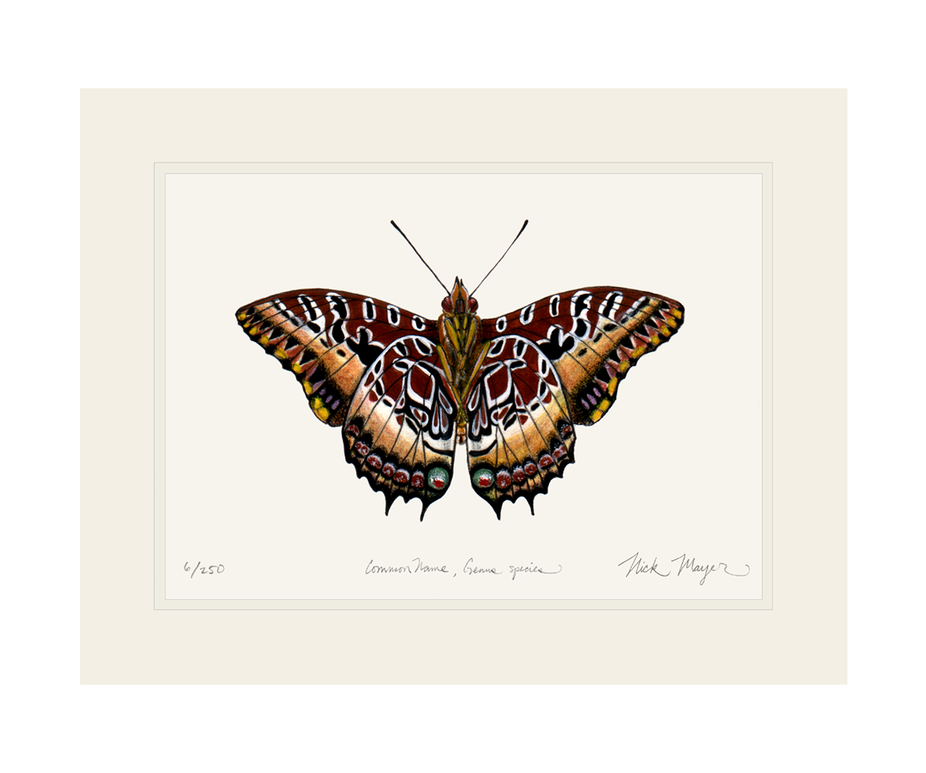 Black Bordered Charaxes Limited Edition Print