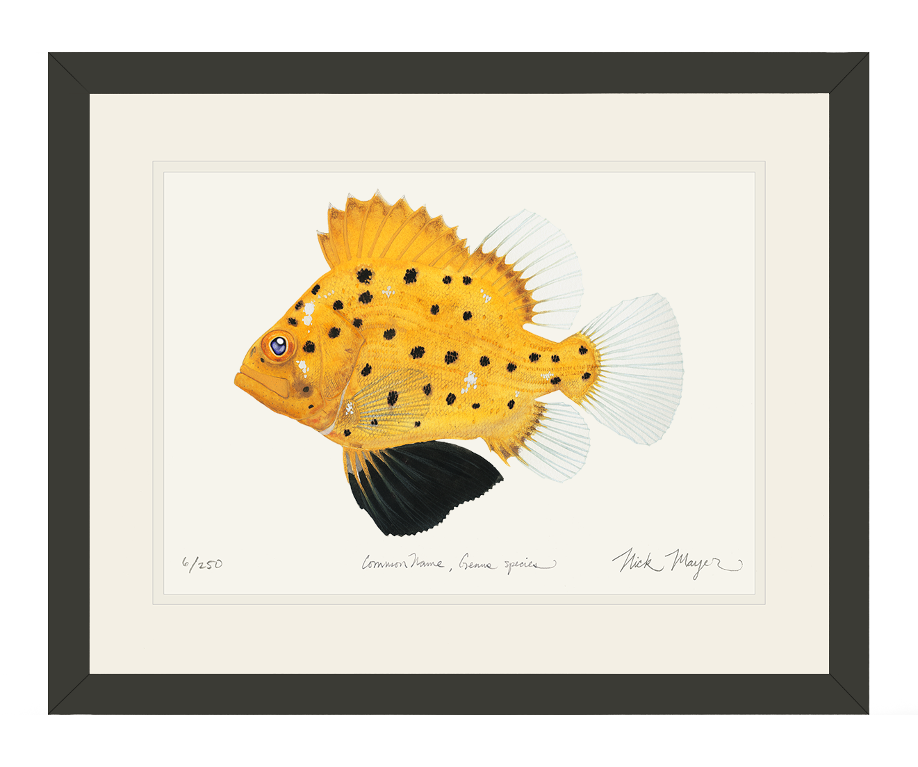 Juvenile Giant Sea Bass Limited Edition Print