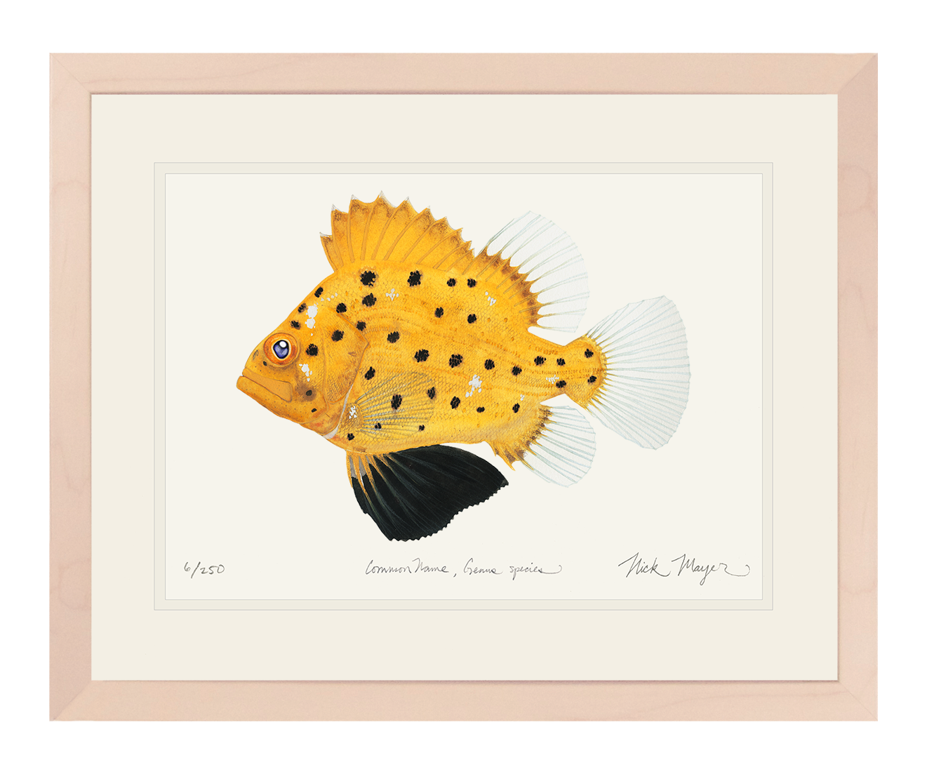 Juvenile Giant Sea Bass Limited Edition Print