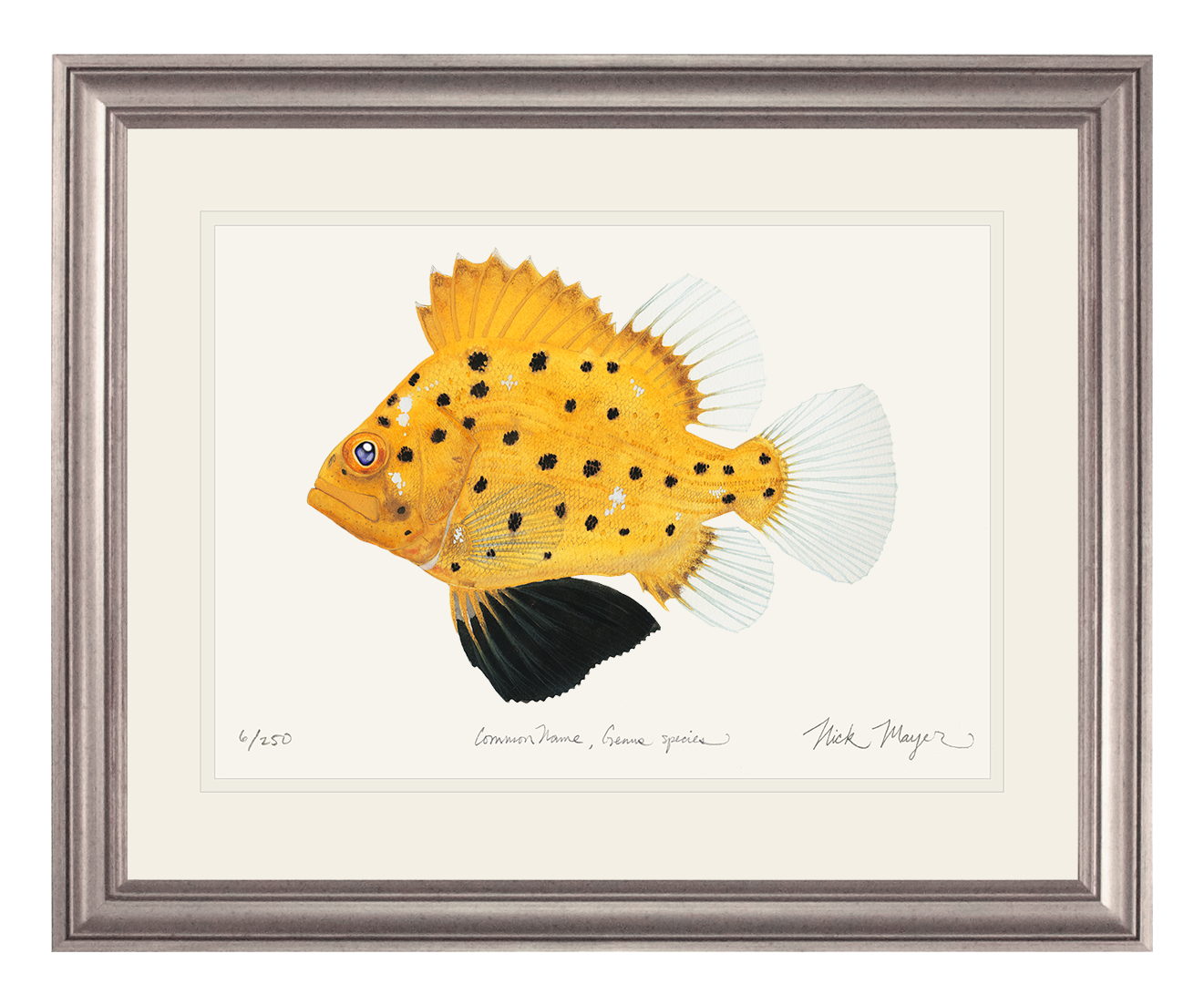 Juvenile Giant Sea Bass Limited Edition Print