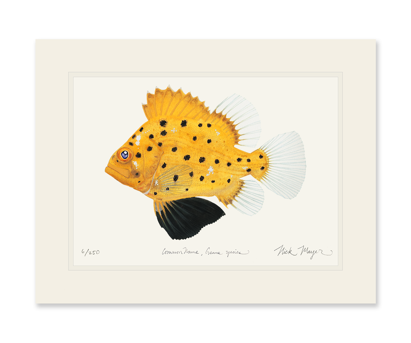 Juvenile Giant Sea Bass Limited Edition Print