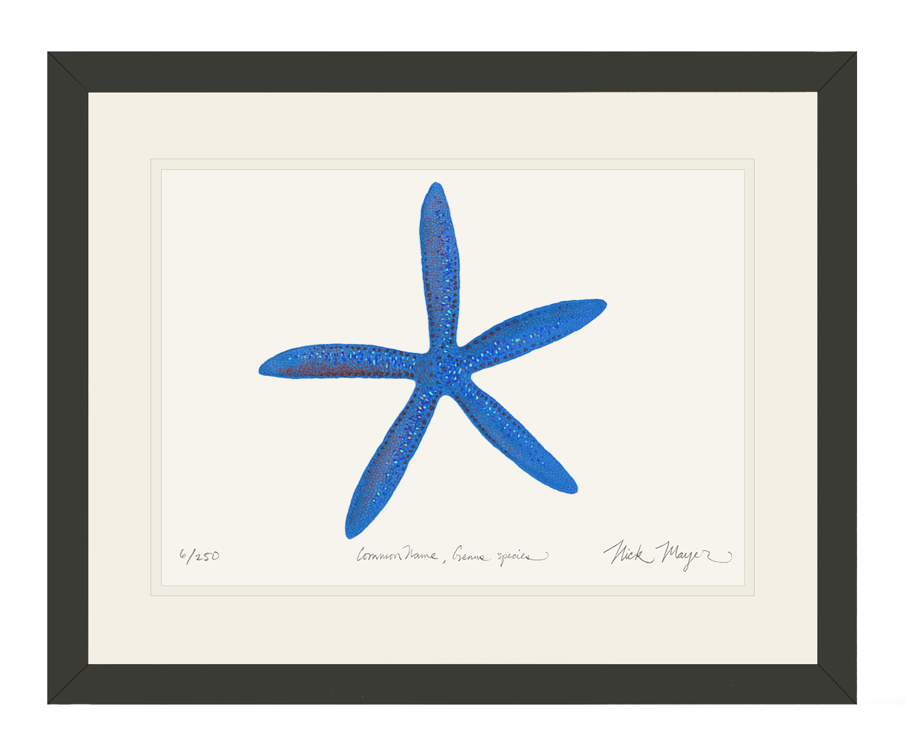 Blue Linckia I Starfish Limited Edition Print