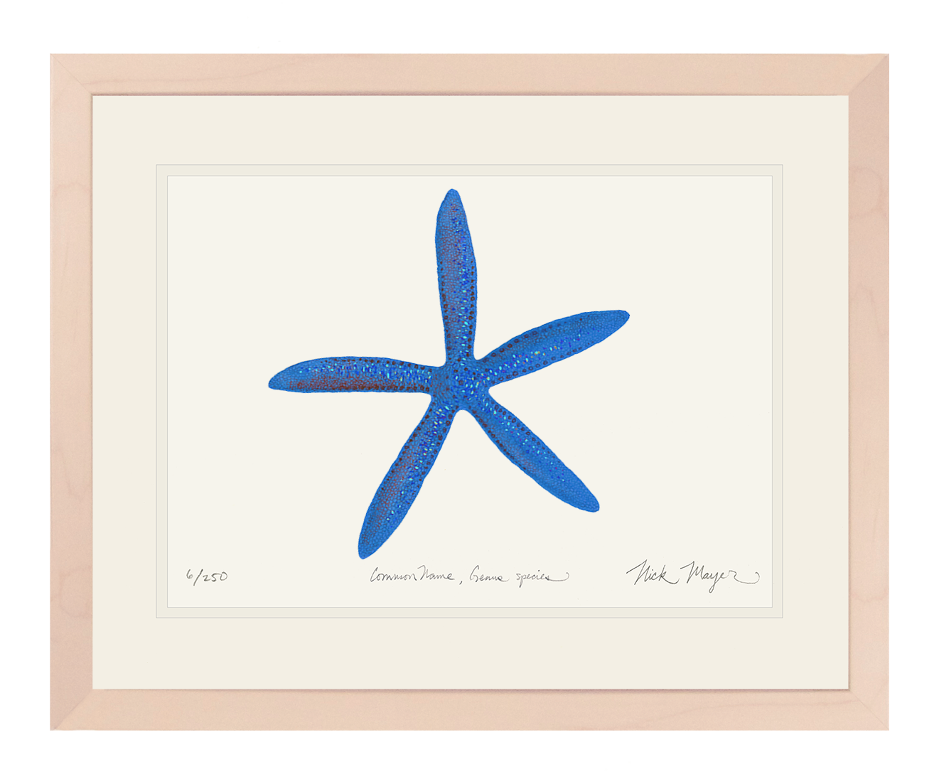 Blue Linckia I Starfish Limited Edition Print