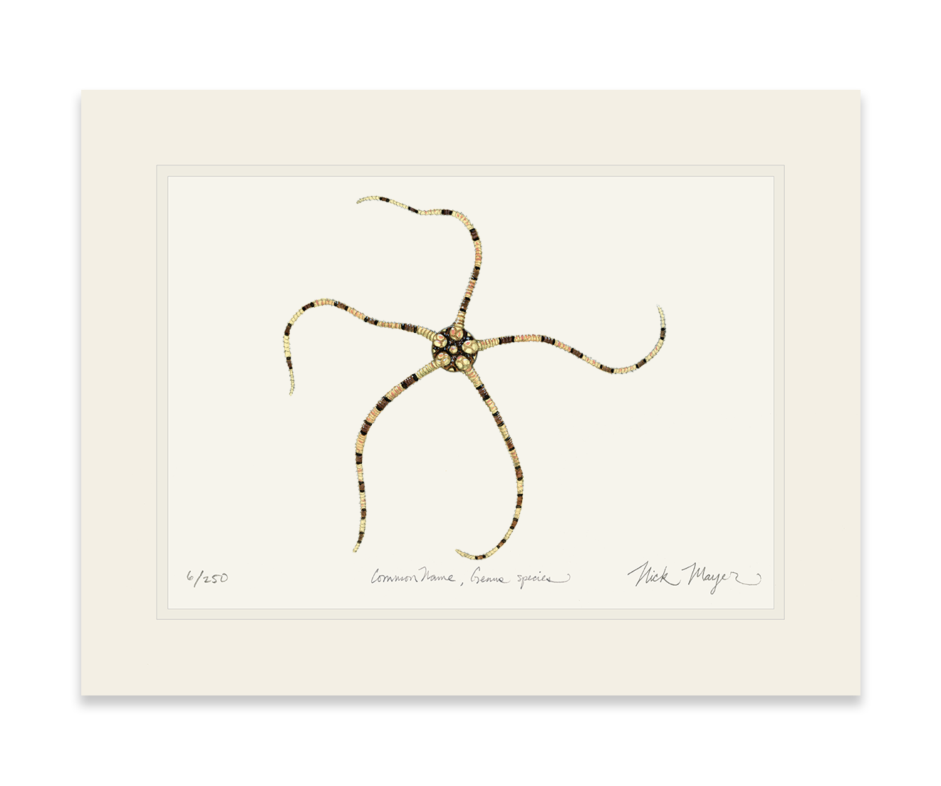 Brittle Star Print