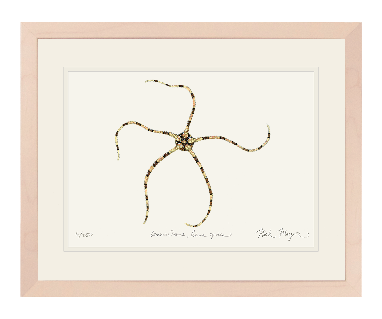 Brittle Star Print