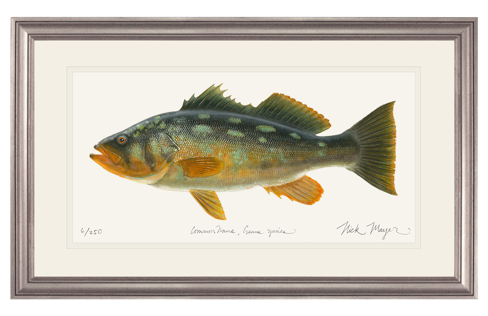 Bull Calico Bass III Limited Edition Print