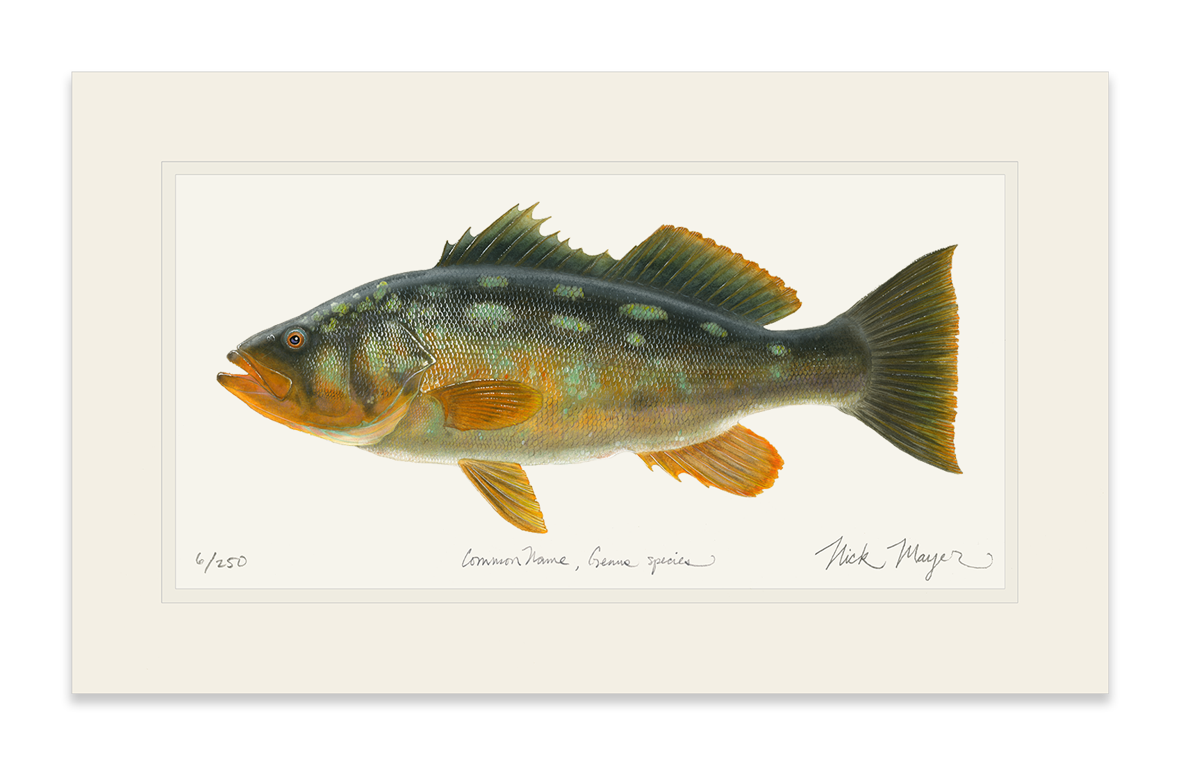 Bull Calico Bass III Limited Edition Print