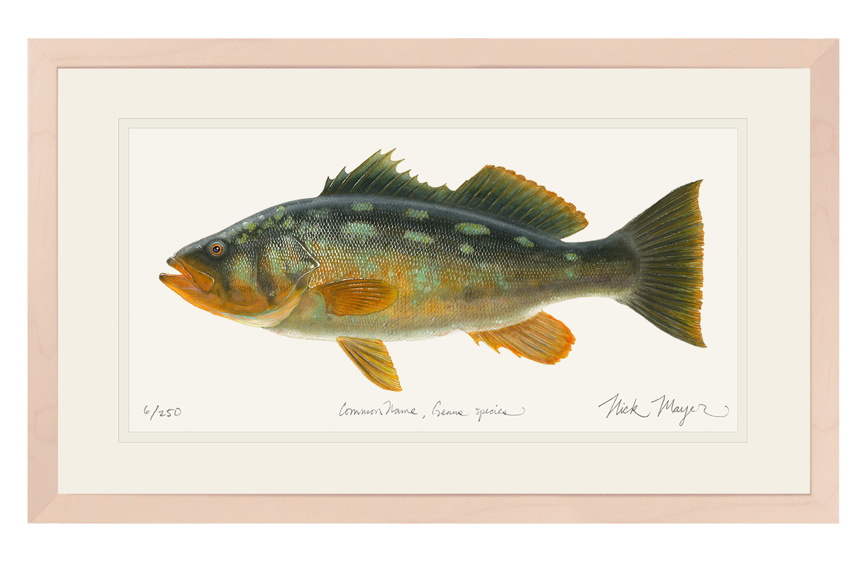 Bull Calico Bass III Limited Edition Print