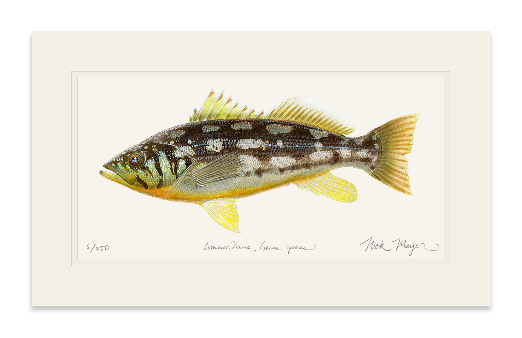 Calico Bass I Limited Edition Print