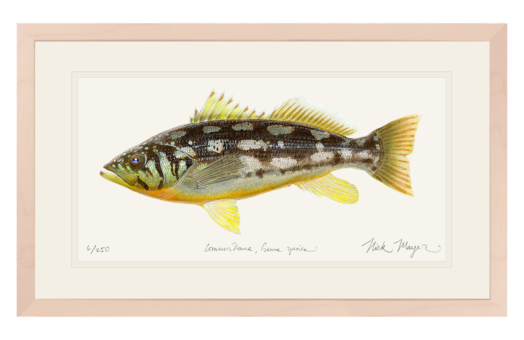 Calico Bass I Limited Edition Print