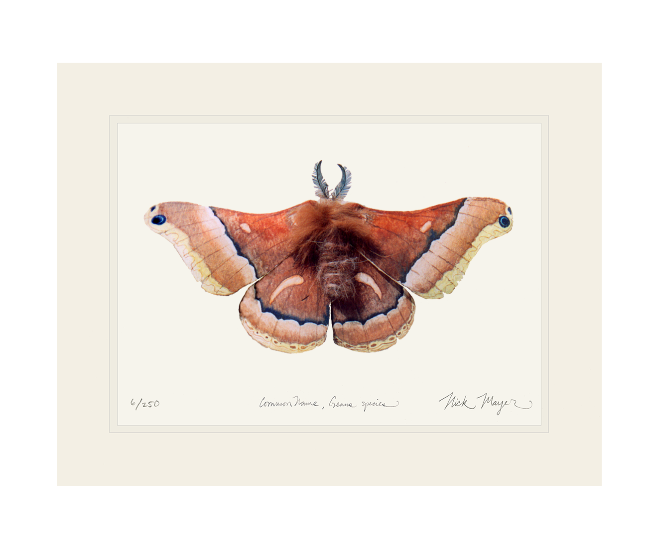 Cecropia Moth Print