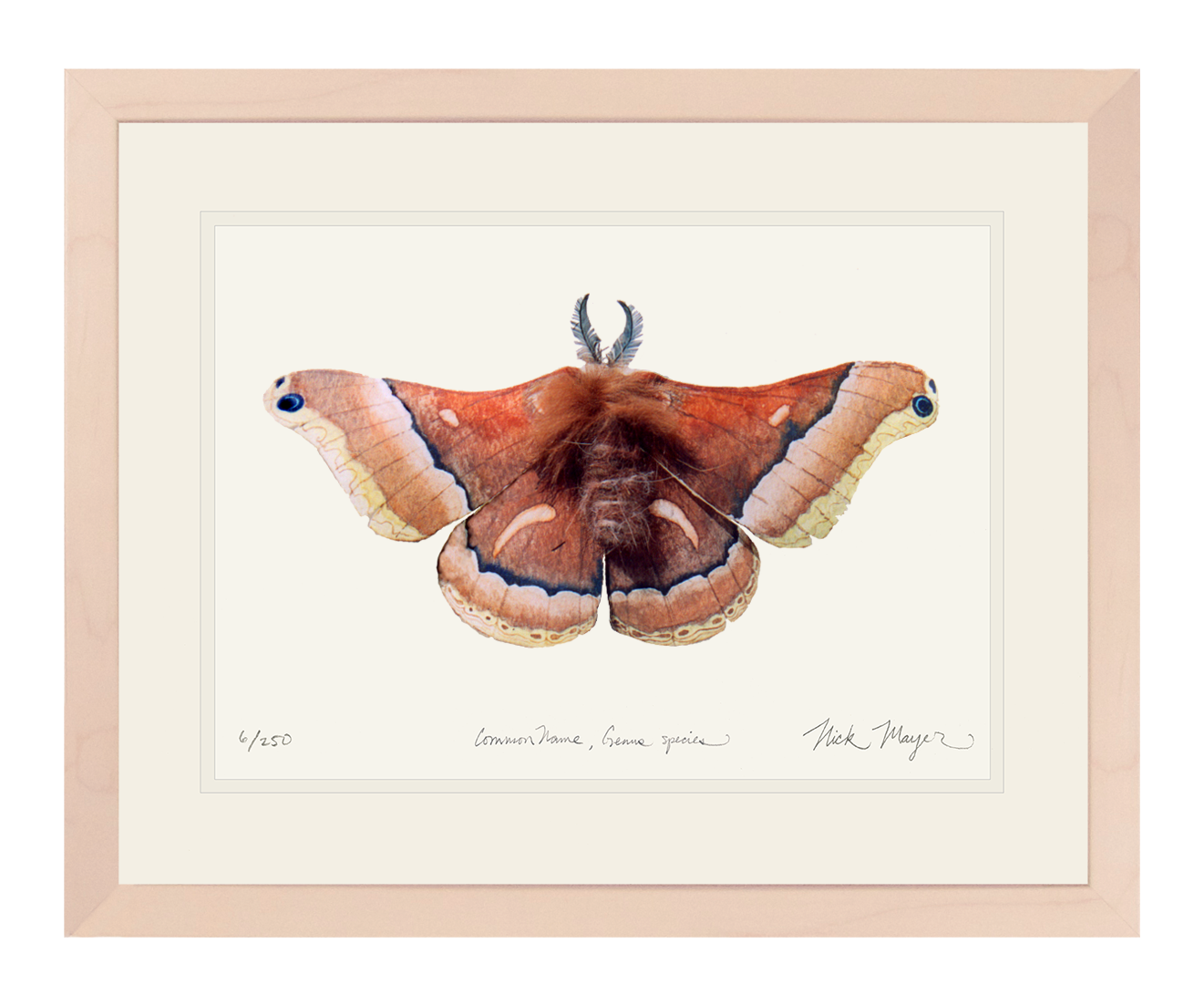 Cecropia Moth Print