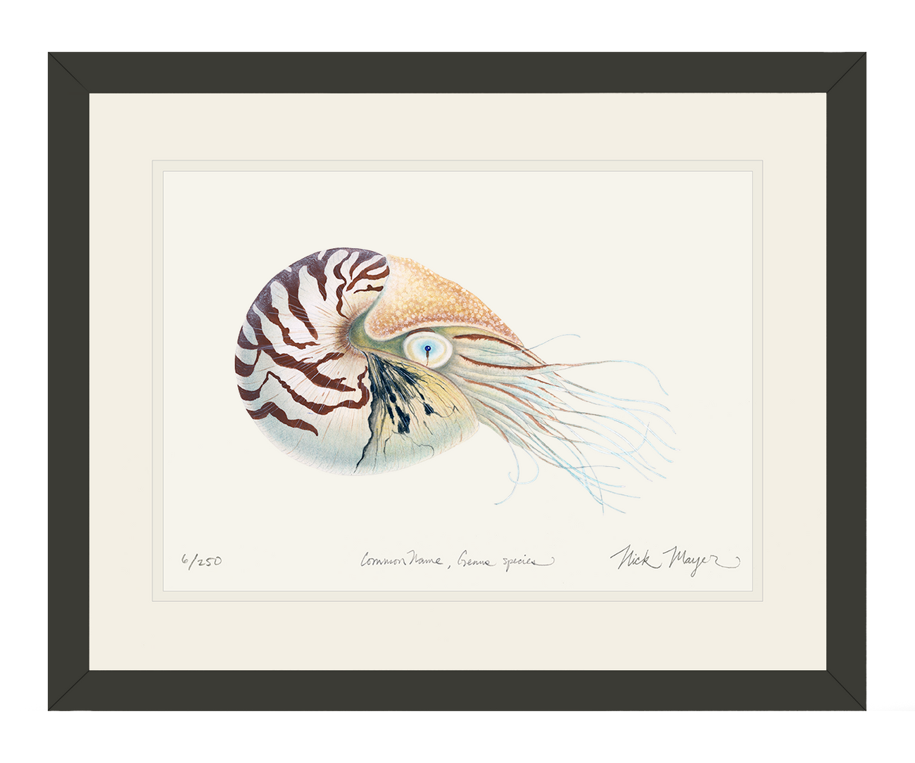 Chambered Nautilus Print Unique Spiral Shell