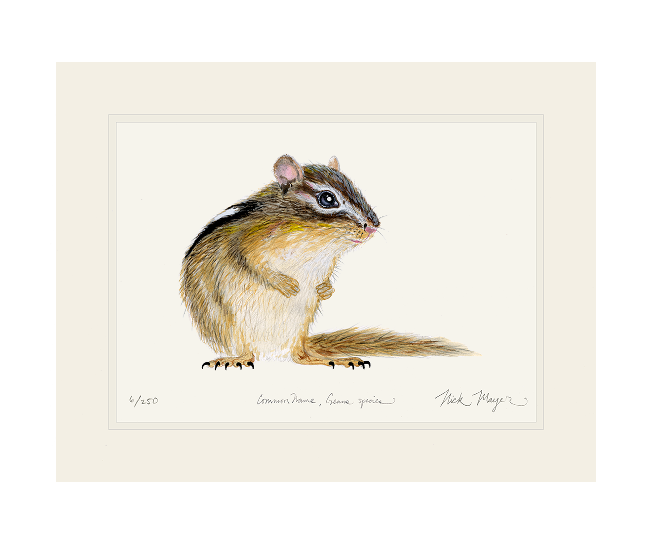 Chipmunk Limited Edition Print