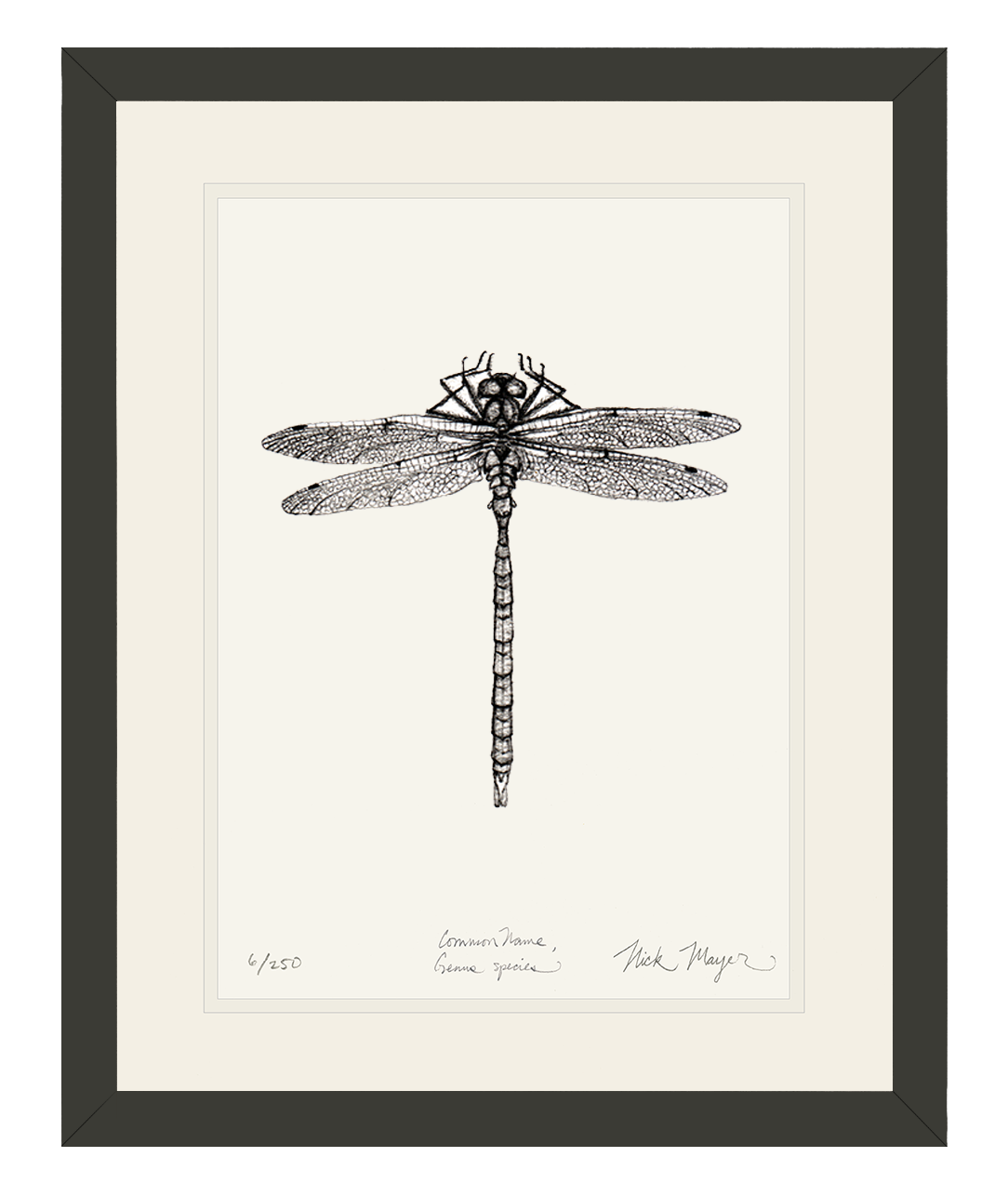 Dragonfly Limited Edition Print