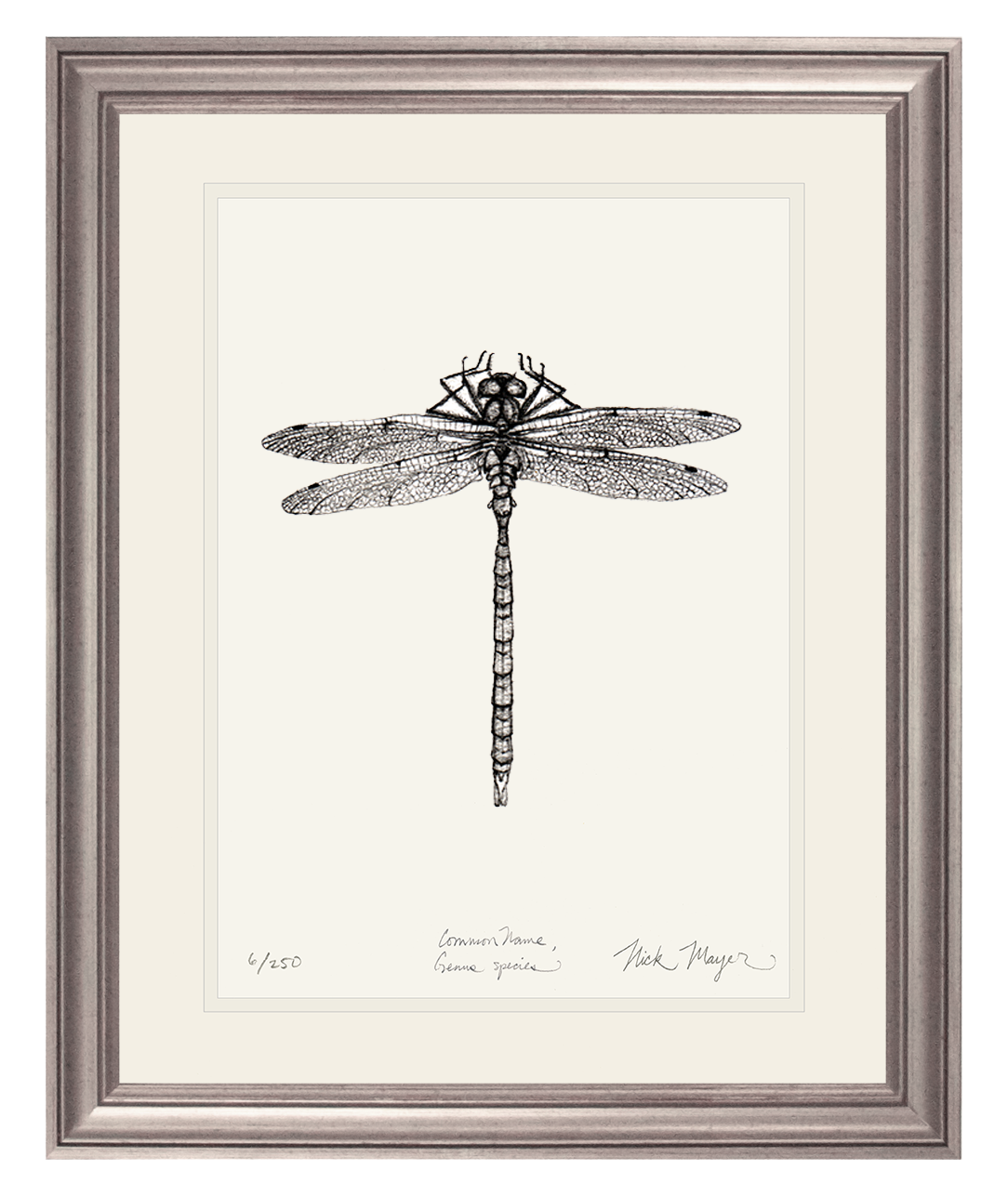 Dragonfly Limited Edition Print