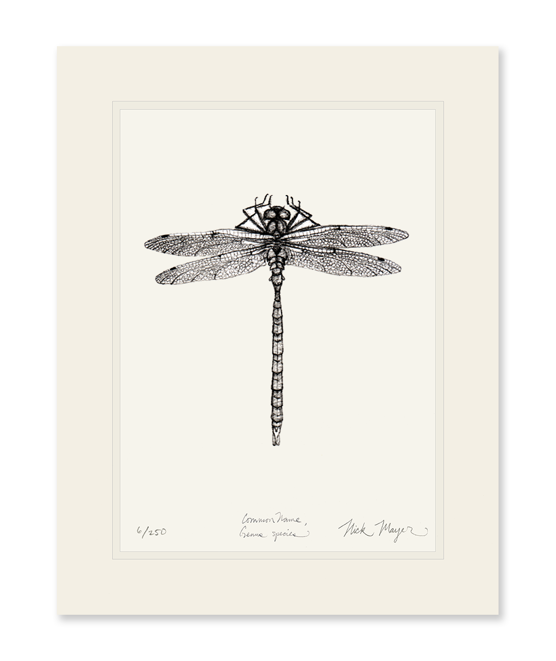 Dragonfly Limited Edition Print