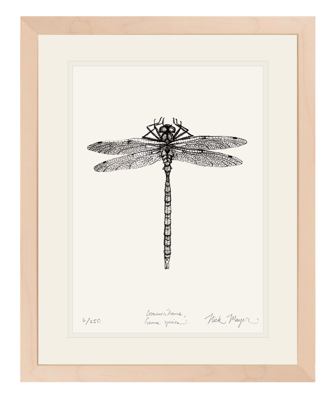 Dragonfly Limited Edition Print