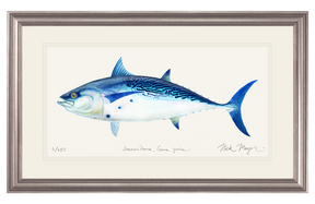 False Albacore II Print