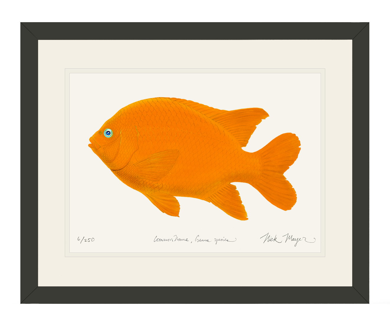 Garibaldi II Limited Edition Print