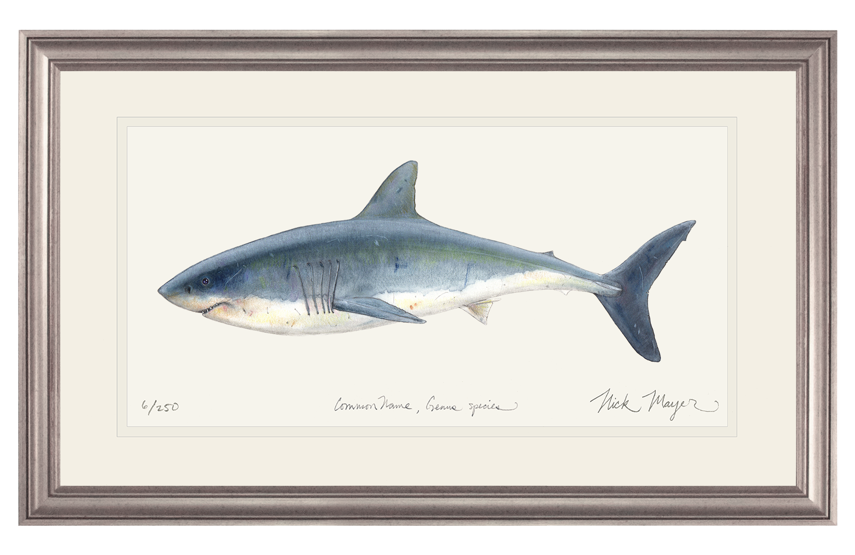 Great White Shark Limited Edition Print